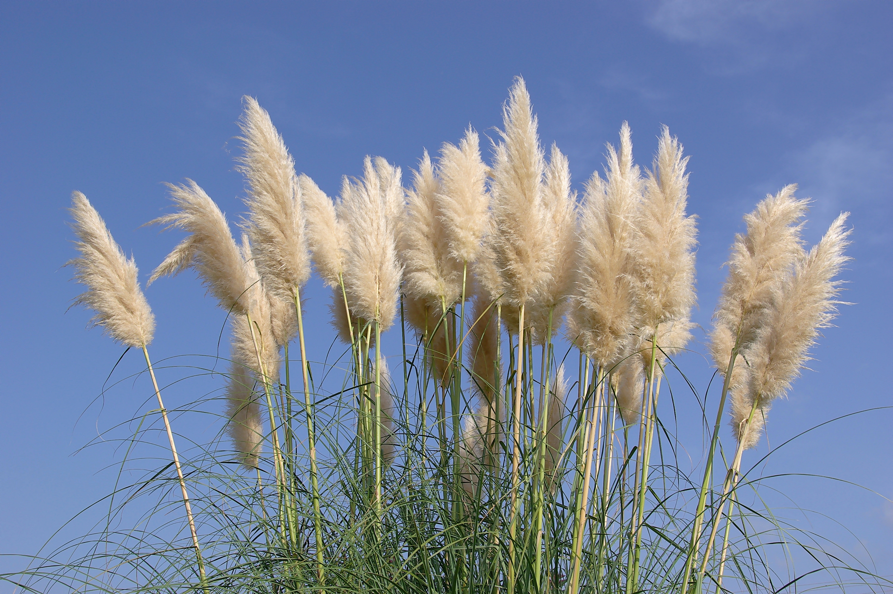 Cortadera<br><span style="color: #666; font-style: italic;">Cortaderia selloana</span>