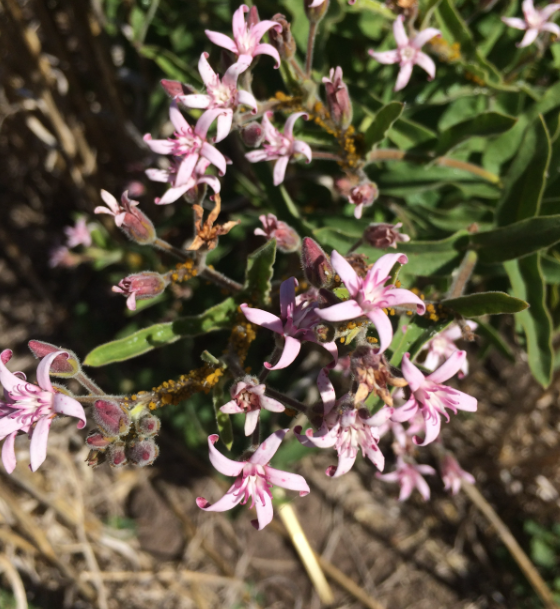 Plumerillo negro<br><span style="color: #666; font-style: italic;">Oxypetalum solanoides</span>