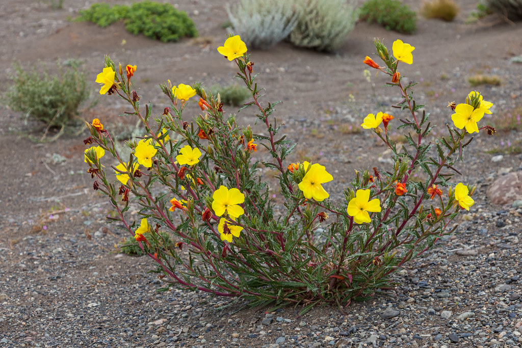 Don Diego de noche<br><span style="color: #666; font-style: italic;">Oenothera mollissima</span>
