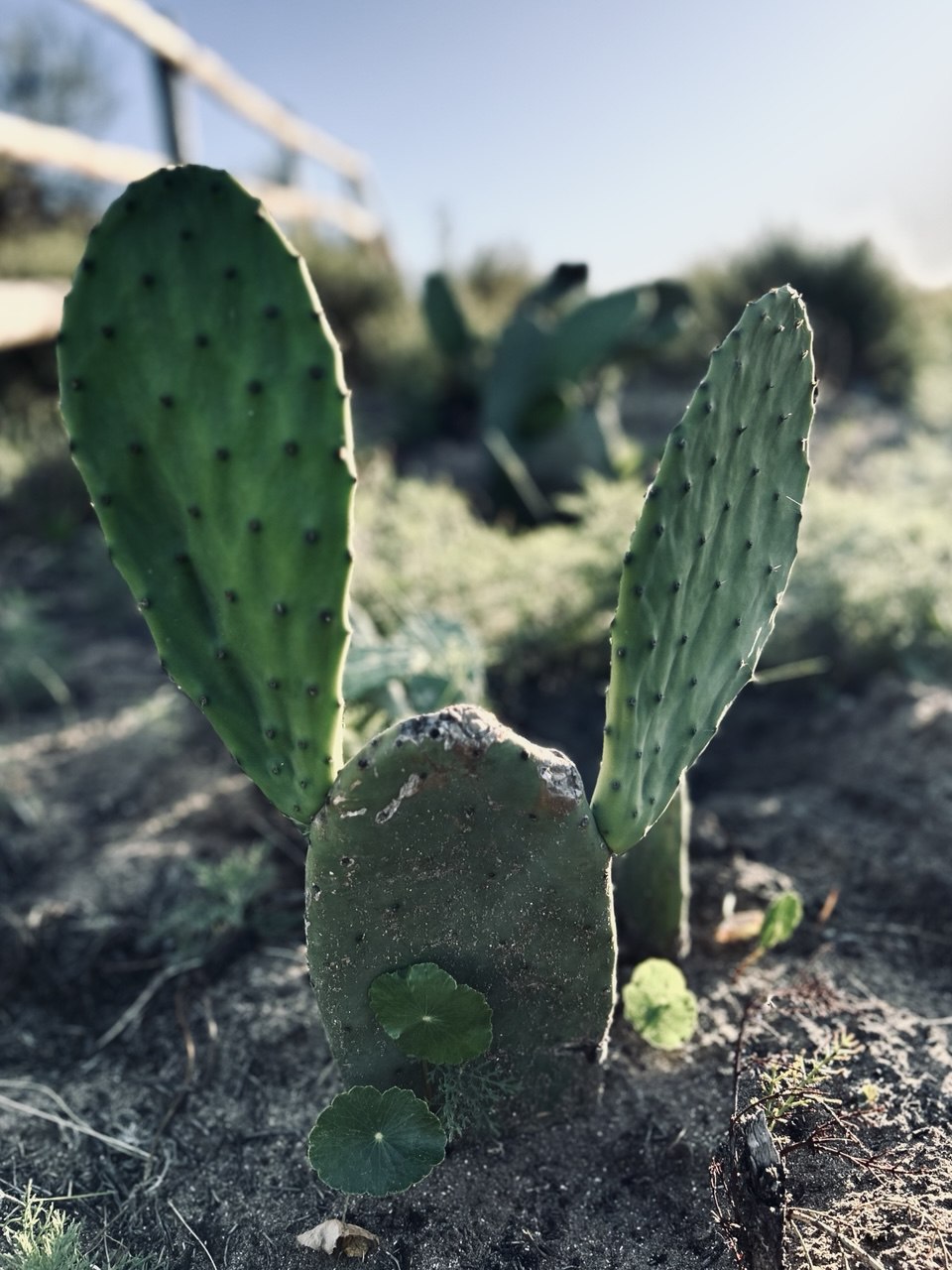 Resilient flora of the environment