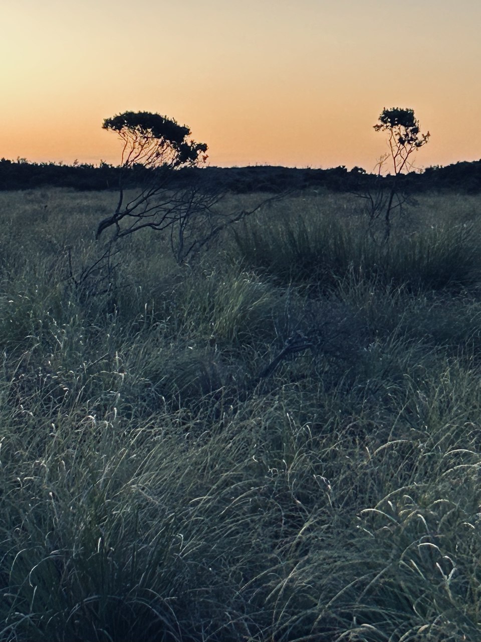Dunes at sunset