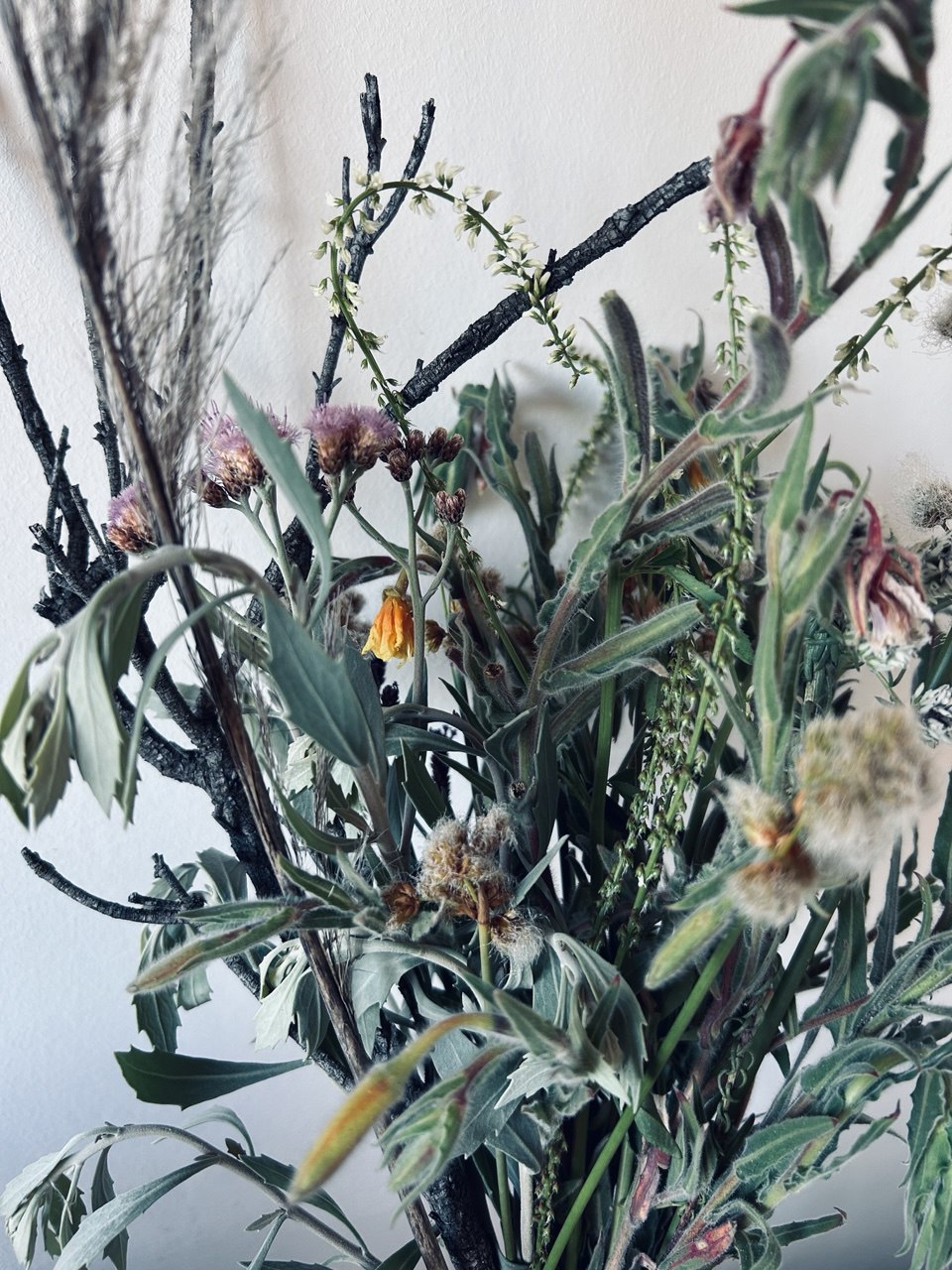 Native flora of the dunes