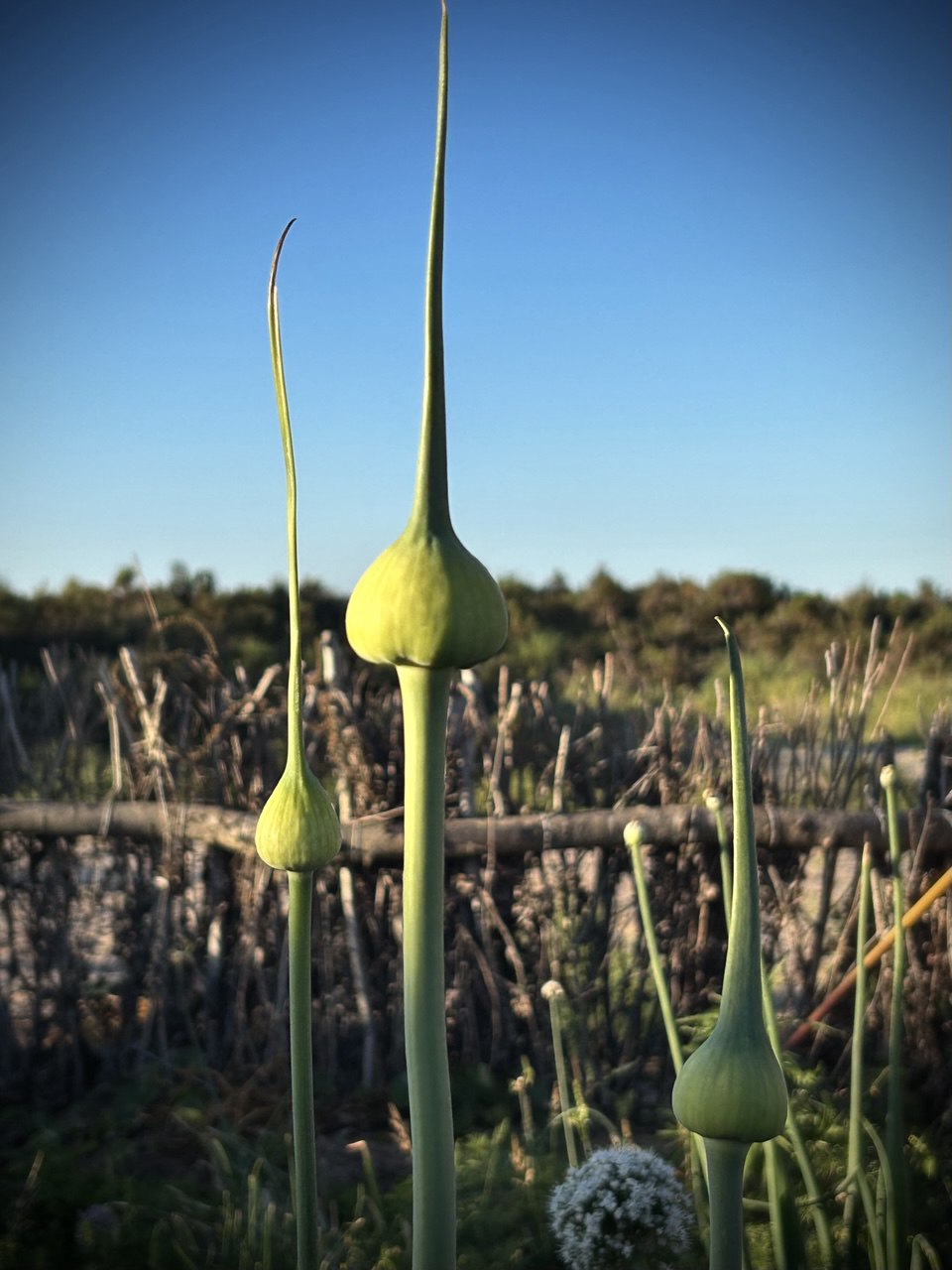 Native species that survive in the dunes