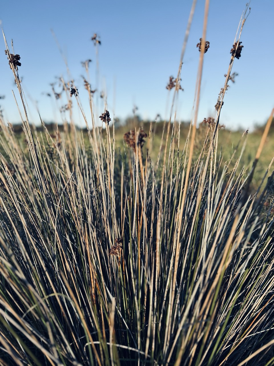 Tall grasses