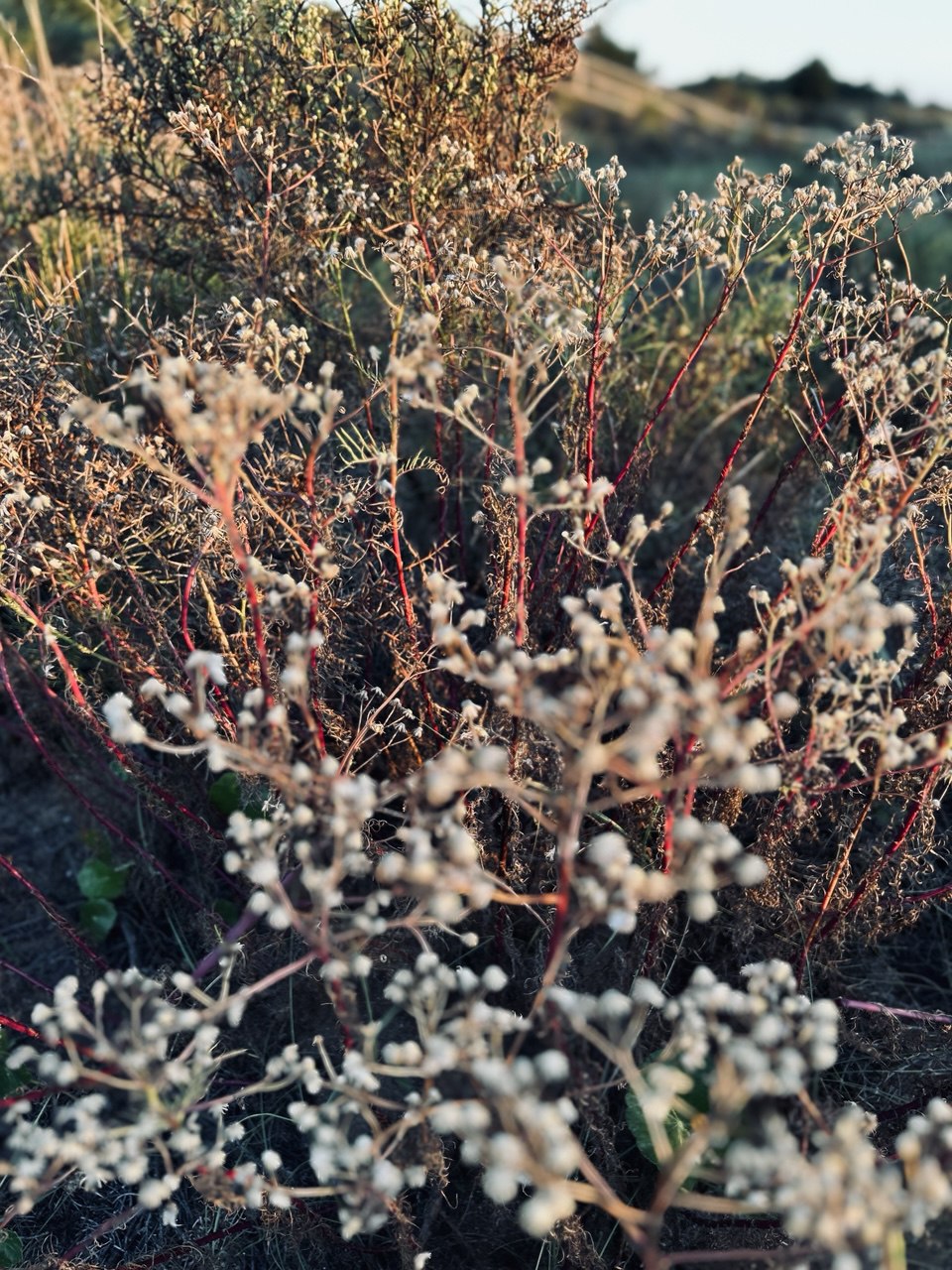 Wild flowers
